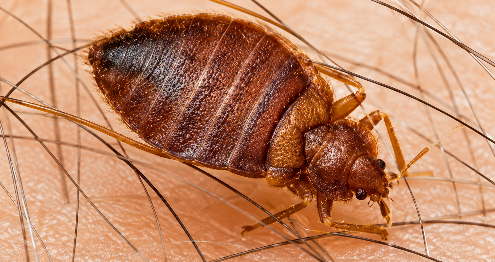 Bed bugs associated with mattress and bed-frame infestations